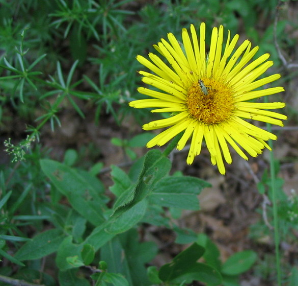 Inula hirta